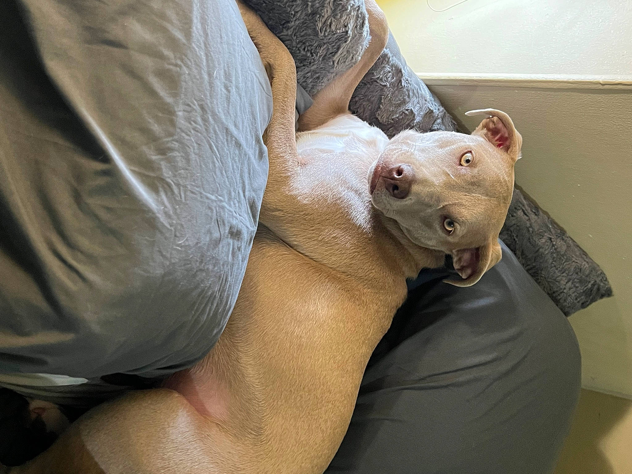 Poppy joined the competition — help win amazing prizes! carnivore, comfort, companion_dog, ear, elbow, eye, fawn, felidae, foot, grey, head, jaw, knee, leg, sleeve, small_to_medium_sized_cats, snout, thigh, toy, whiskers