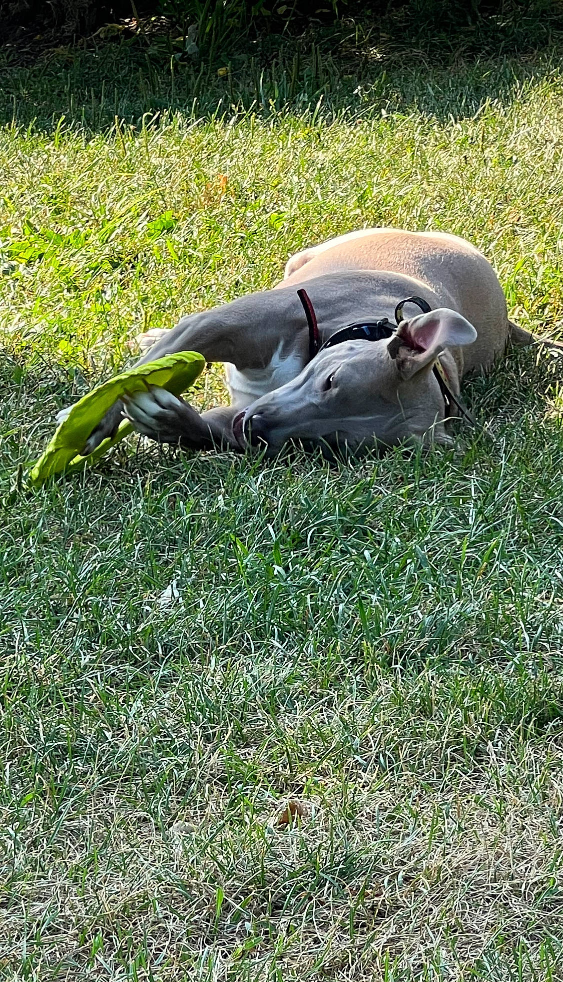 Poppy joined the competition — help win amazing prizes! canidae, comfort, field, grass, grass_family, grassland, groundcover, hat, meadow, pasture, people_in_nature, plant, poales, prairie, shadow, sitting, soil, sporting_group, terrestrial_animal, wildlife