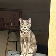 Jeffery joined the competition — help win amazing prizes! animal, calm, cat, collar, domestic_cat, ears, furniture, gray_cat, household, indoor, lamp, looking_at_camera, perch, pet, portrait, quiet, seated, soft_surface, whiskers, yellow_eyes