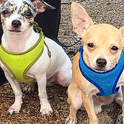 Hapa And Kalohe joined the competition — help win amazing prizes! dog, small_dog, chihuahua, pet, animal, outdoor, harness, blue_harness, green_harness, ears, sitting, curious, two_dogs, close_up, ground, leash, canine, cute, companions, looking