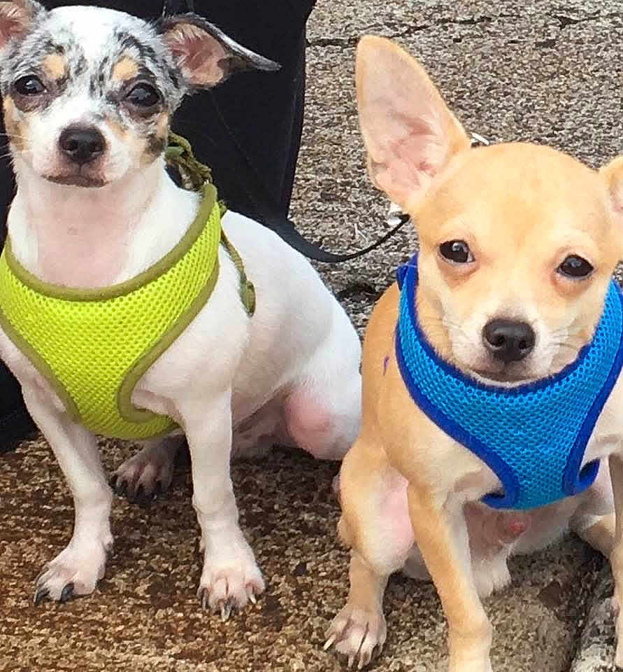 Hapa And Kalohe joined the competition — help win amazing prizes! dog, small_dog, chihuahua, pet, animal, outdoor, harness, blue_harness, green_harness, ears, sitting, curious, two_dogs, close_up, ground, leash, canine, cute, companions, looking