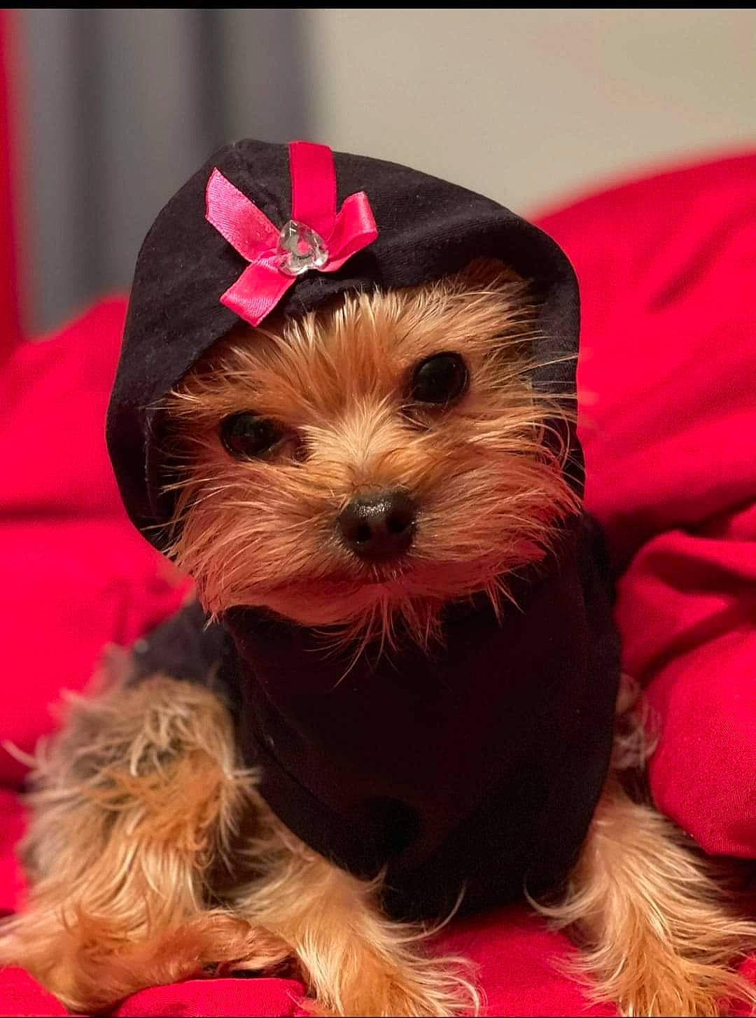 Maddie is registered to the contest to win money with this photo: canidae, carnivore, collar, companion_dog, dog, dog_breed, dog_clothes, dog_collar, dog_supply, event, fashion_accessory, fawn, fur, liver, party_hat, small_terrier, snout, sporting_group, terrier, toy_dog