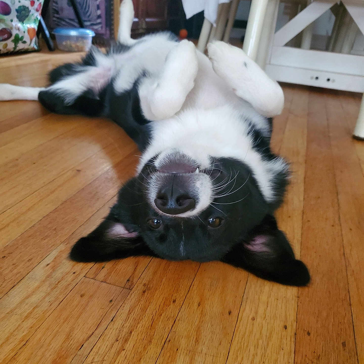 Gizmo is registered to the contest to win money with this photo: animal, black_and_white, cozy, cute, dog, ears, floor, fur, furniture, household, indoor, looking, lying_down, nose, paws, pet, playful, relaxed, upside_down, wooden_floor