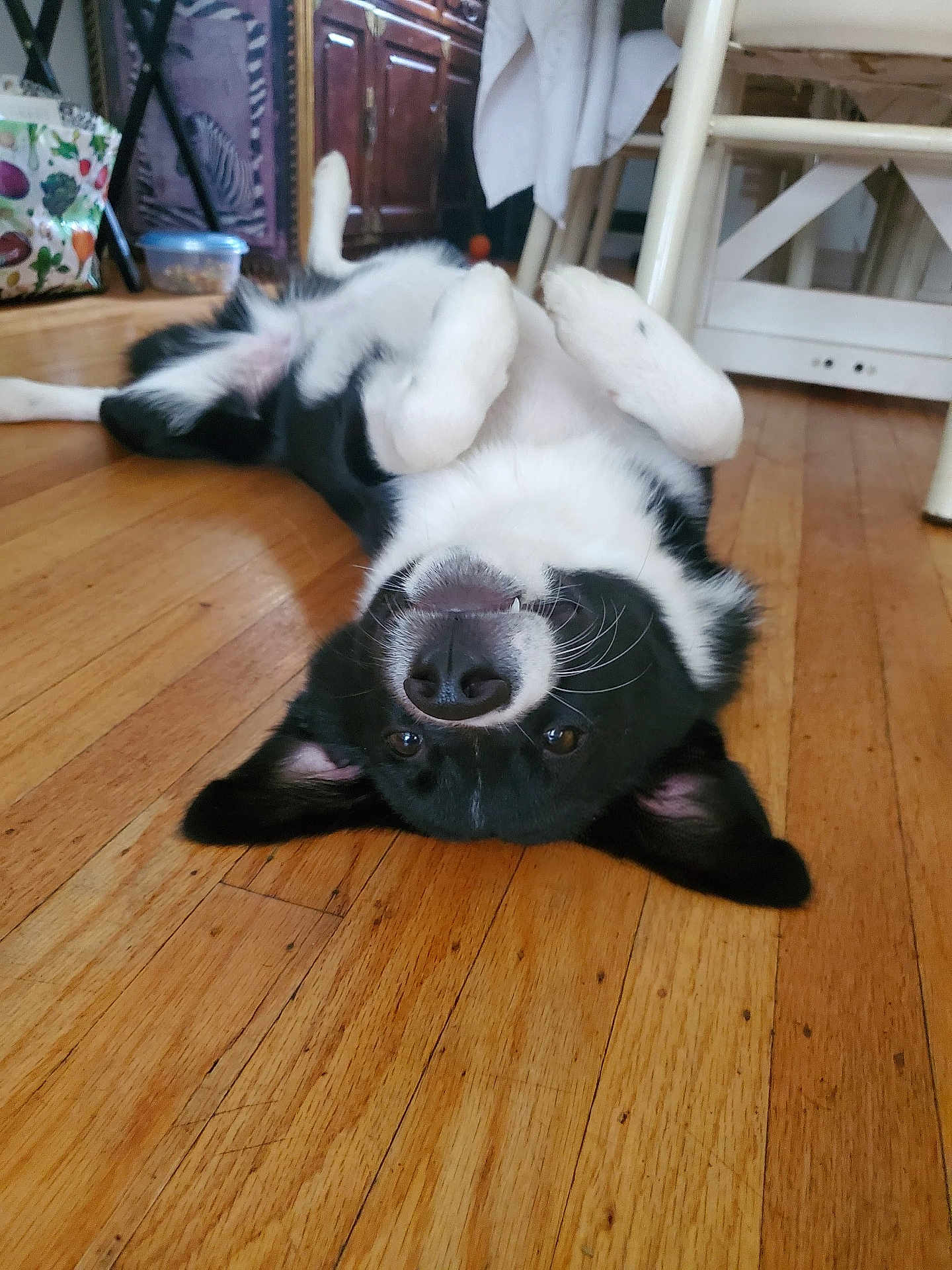 Gizmo