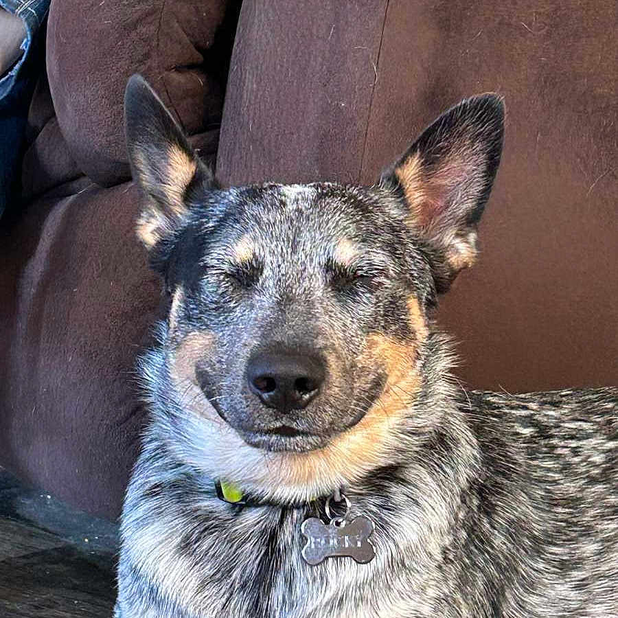 Rocky is registered to the contest to win money with this photo: accessories, animal, canine, chair, chihuahua, couch, coyote, cushion, dog, furniture, germanshepherd, homedecor, hound, husky, person, pet, policedog, puppy, sleeping, snout