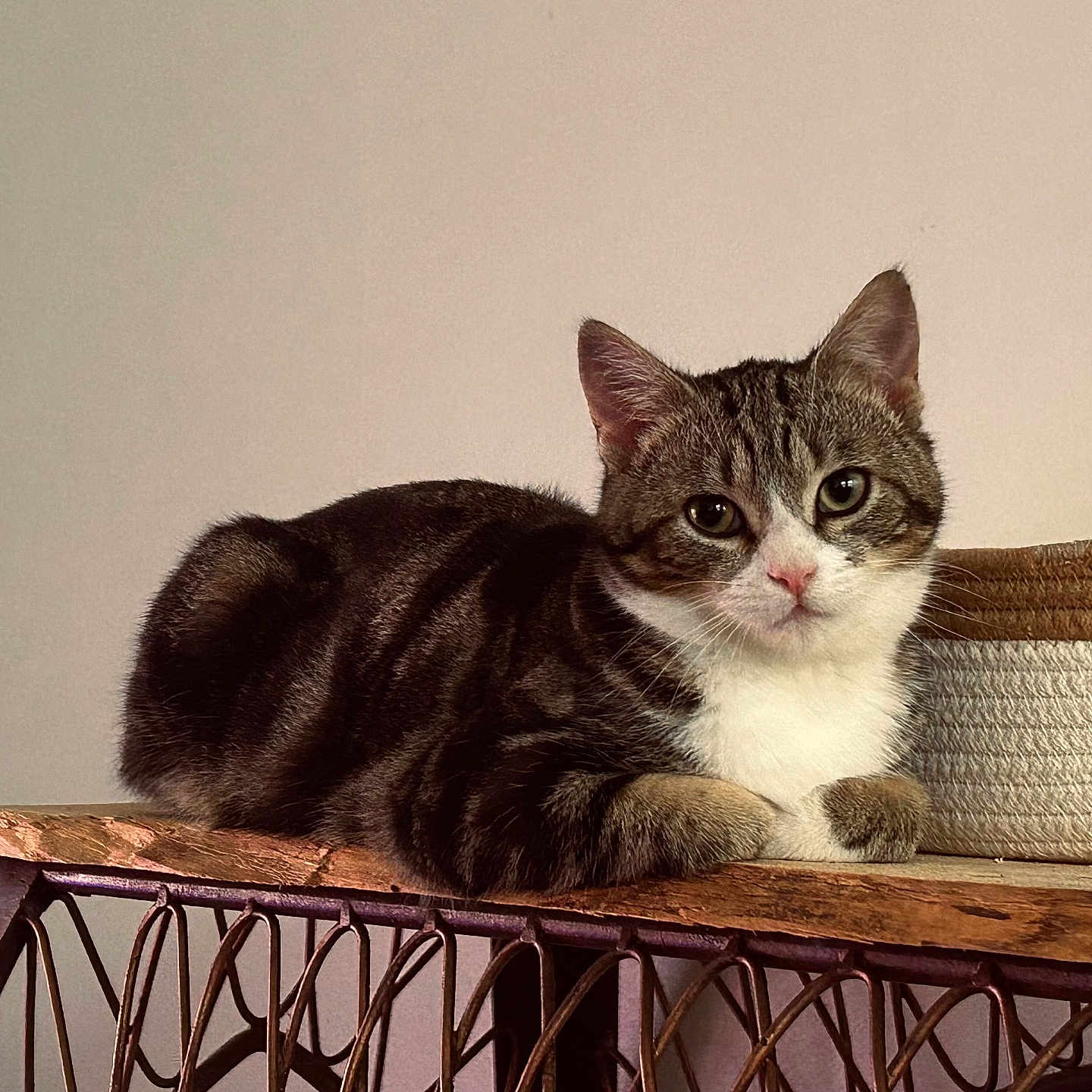 Maïa participe au concours pour gagner de l'argent avec cette photo : abyssinian, angora, animal, armchair, cat, chair, couch, egyptiancat, furniture, hardwood, kitten, manx, pet, plywood, shelf, siamese, wood