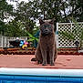 Blue joined the competition — help win amazing prizes! cat, gray_cat, green_eyes, outdoor, patio, pool, plants, garden, pinwheel, fence, trees, daylight, nature, animal, pet, sitting, calm, fur, ears, whiskers
