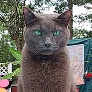 Blue is registered to the contest to win money with this photo: cat, gray_cat, green_eyes, outdoor, garden, plant, leaf, fence, decoration, colorful, toy, nature, pet, animal, closeup, portrait, whiskers, fur, tree, daylight