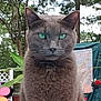 cat, gray_cat, green_eyes, outdoor, garden, plant, leaf, fence, decoration, colorful, toy, nature, pet, animal, closeup, portrait, whiskers, fur, tree, daylight