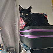 Sebastian is registered to the contest to win money with this photo: black_cat, cat, pet, animal, feline, suitcase, purple_zipper, indoor, curtain, shelf, bottle, container, clutter, yellow_eyes, alert, household_items, table, black_fur, close_up, domestic