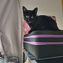 black_cat, cat, pet, animal, feline, suitcase, purple_zipper, indoor, curtain, shelf, bottle, container, clutter, yellow_eyes, alert, household_items, table, black_fur, close_up, domestic