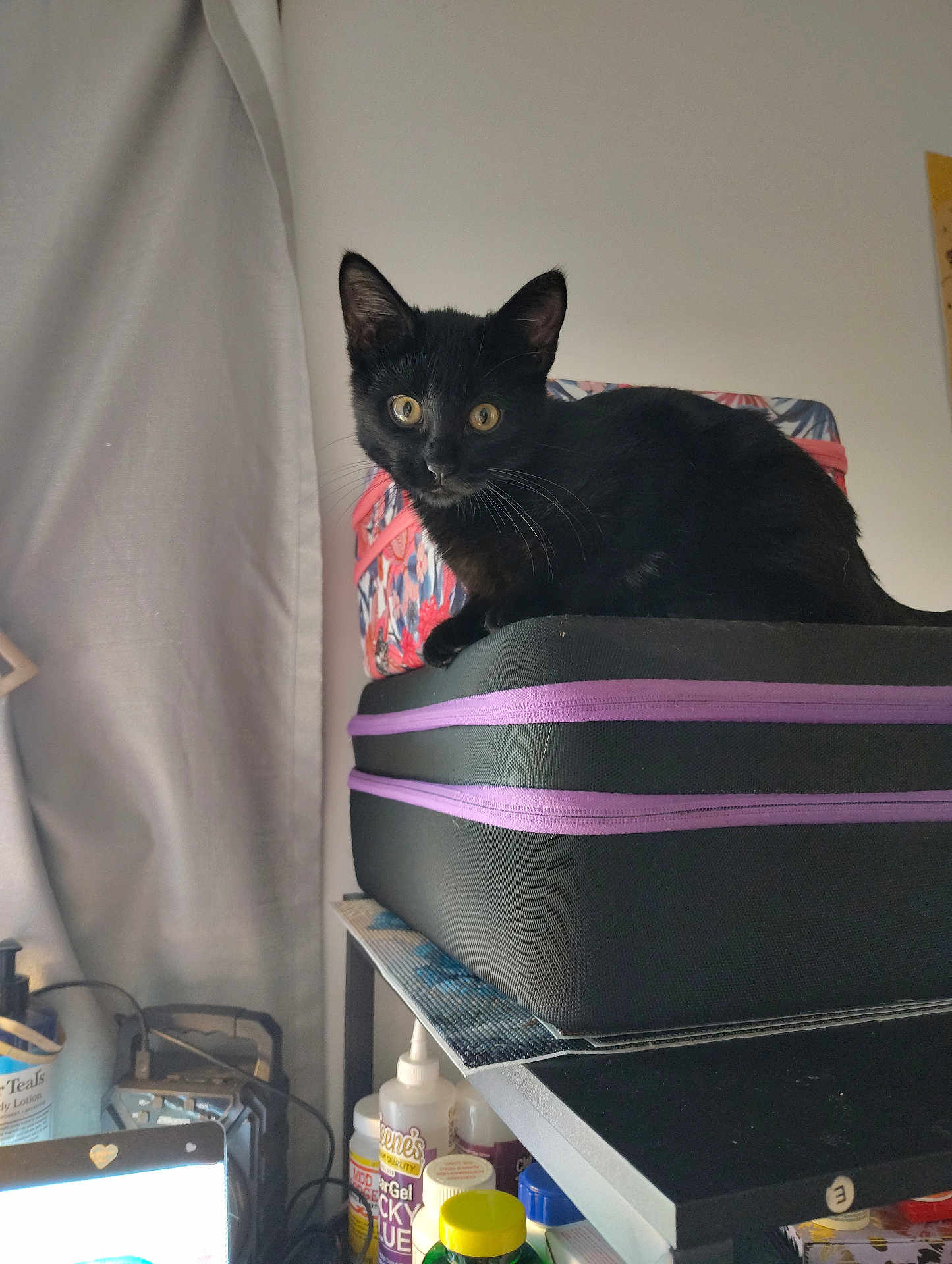 Sebastian is registered to the contest to win money with this photo: black_cat, cat, pet, animal, feline, suitcase, purple_zipper, indoor, curtain, shelf, bottle, container, clutter, yellow_eyes, alert, household_items, table, black_fur, close_up, domestic