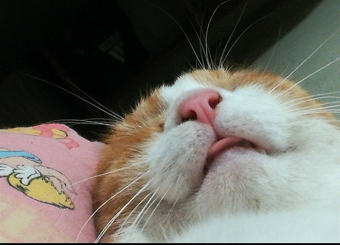 Tonnerre a rejoint le concours — aidez-le/la à gagner de superbes lots ! carnivore, cat, claw, comfort, domestic_short_haired_cat, ear, eyelash, fawn, felidae, foot, fur, nail, nap, nose, paw, sleep, small_to_medium_sized_cats, snout, tail, whiskers