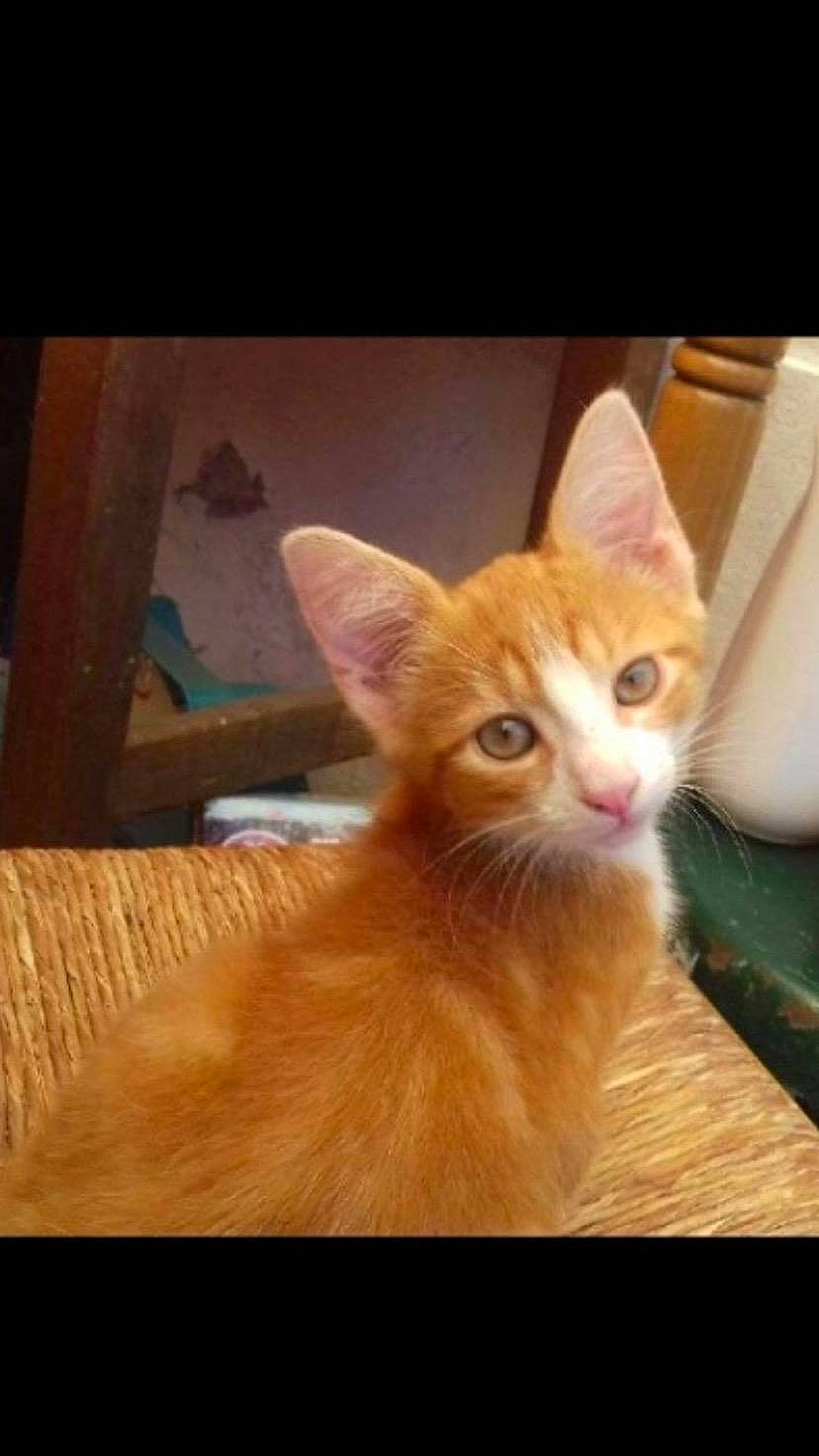 Tonnerre a rejoint le concours — aidez-le/la à gagner de superbes lots ! carnivore, cat, claw, cup, domestic_short_haired_cat, fawn, felidae, fur, hardwood, paper_towel, paw, small_to_medium_sized_cats, snout, tail, terrestrial_animal, tissue_paper, toilet_paper, whiskers, window, wood