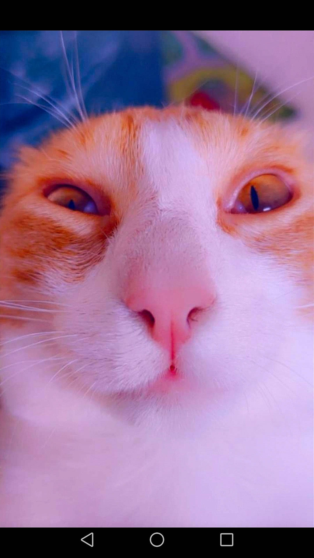 Tonnerre participe au concours pour gagner de l'argent avec cette photo : carnivore, cat, close_up, comfort, domestic_short_haired_cat, eye, eyelash, felidae, fur, human_body, macro_photography, peach, science, small_to_medium_sized_cats, snout, whiskers