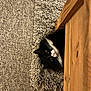 cat, black_and_white, peeking, wooden_furniture, shaggy_rug, carpet, indoor, pet, whiskers, curious, animal, flooring, cozy, feline, resting, close_up, soft_texture, eyes, pink_nose, domestic_animal