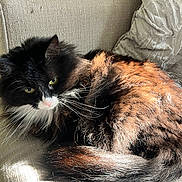 Tilly is registered to the contest to win money with this photo: cat, fluffy, black_and_brown, couch, indoor, pet, sunlight, relaxed, whiskers, fur, green_eyes, closeup, domestic_cat, feline, home, cozy, resting, curious, texture, pillow