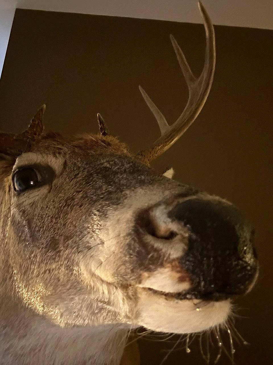Dasher joined the competition — help win amazing prizes! antler, art, deer, elk, eye, fawn, fur, horn, jaw, natural_material, reindeer, sculpture, snout, still_life_photography, tail, terrestrial_animal, visual_arts, whiskers, wildlife, working_animal