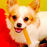 Ioschi a rejoint le concours — aidez-le/la à gagner de superbes lots !