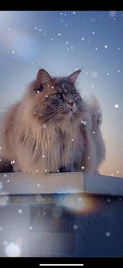 Oseille participe au concours pour gagner de l'argent avec cette photo : carnivore, cat, electric_blue, event, fawn, felidae, freezing, fur, glass, midnight, ragdoll, sky, small_to_medium_sized_cats, snout, snow, tail, tints_and_shades, whiskers, window, winter