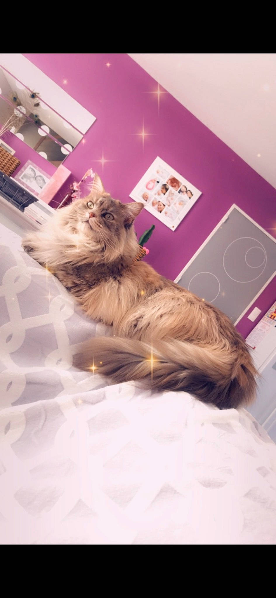 Oseille participe au concours pour gagner de l'argent avec cette photo : bed, carnivore, cat, comfort, companion_dog, domestic_short_haired_cat, fawn, felidae, floor, flooring, fur, hardwood, linens, magenta, room, small_to_medium_sized_cats, tail, terrestrial_animal, whiskers, wood