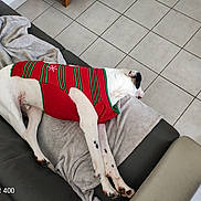 Oslow a rejoint le concours — aidez-le/la à gagner de superbes lots ! black_spots, blanket, camera_watermark, christmas_sweater, couch, cozy, dog, furniture, human_foot, indoor, living_room, nap, paw, pet, relaxed, sleeping, slipper, sweater, tiled_floor, white_fur