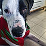 Oslow a rejoint le concours — aidez-le/la à gagner de superbes lots ! black_and_white, brown_eyes, cabinet, canine, christmas_sweater, close_up, curious, cute, dog, fur, indoor, kitchen, nose, pet, portrait, red_sweater, sitting, snout, tile_floor, whiskers