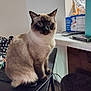 cat, siamese_cat, pet, animal, feline, table, indoor, curious, blue_eyes, fur, whiskers, ears, face, sitting, household_items, cable, counter, kitchen, black_table, background