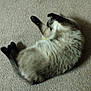 cat, carpet, indoor, pet, animal, feline, stretching, paws, fur, relaxed, white_chair, floor, home, toes, painted_nails, playful, domestic, cute, resting, cozy