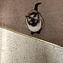 cat, siamese_cat, pet, animal, indoor, floor, carpet, tile_floor, looking_up, curious, fur, whiskers, ears, tail, domestic_cat, cute, mammal, companion, small_animal, home