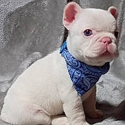 Tadpole joined the competition — help win amazing prizes! puppy, dog, white_dog, bandana, blue_bandana, pet, cute, sitting, young_dog, indoors, blanket, fur, small_dog, animal, portrait, adorable, looking_away, soft_texture, cozy, domestic_animal