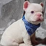puppy, dog, white_dog, bandana, blue_bandana, pet, cute, sitting, young_dog, indoors, blanket, fur, small_dog, animal, portrait, adorable, looking_away, soft_texture, cozy, domestic_animal