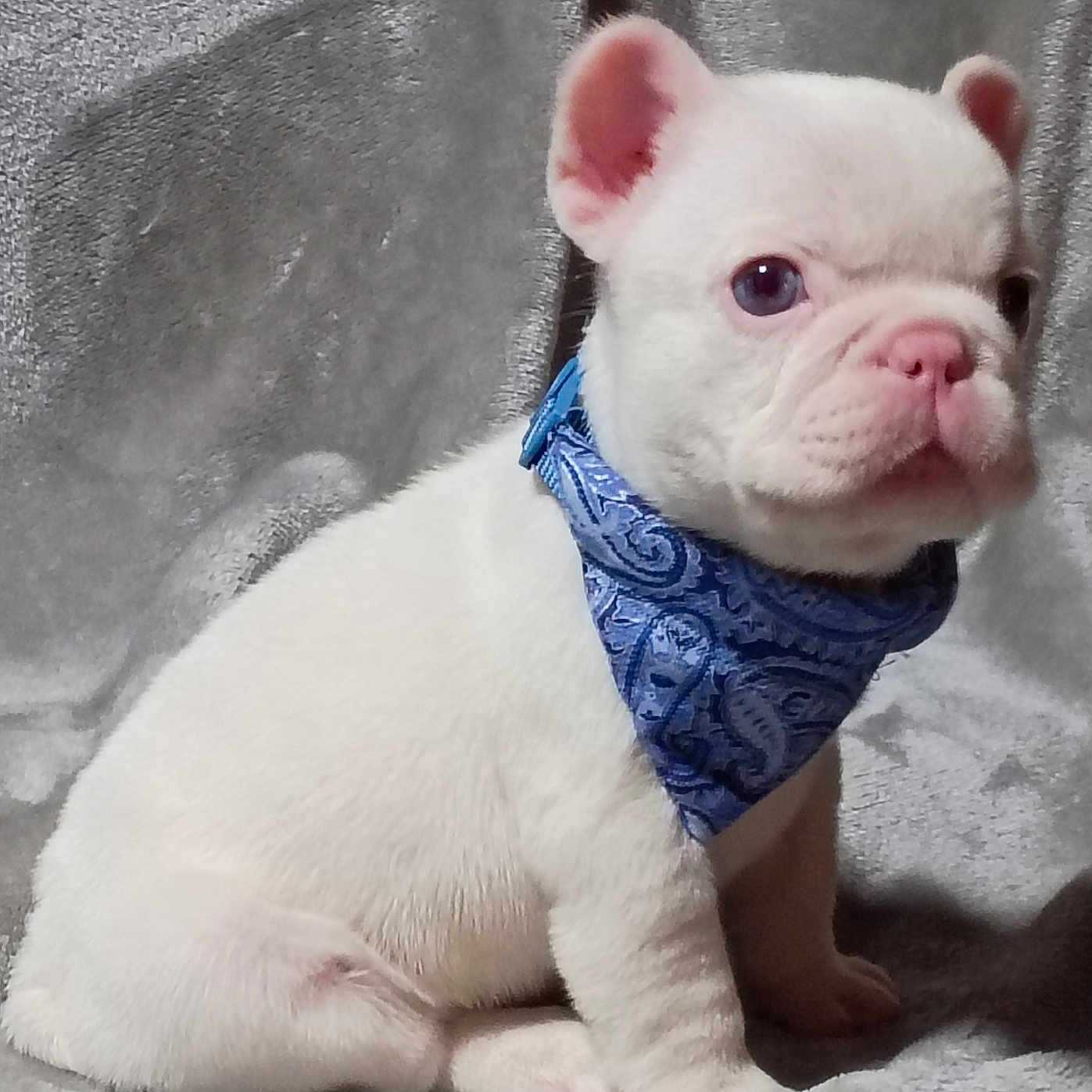 Tadpole joined the competition — help win amazing prizes! adorable, animal, bandana, blanket, blue_bandana, cozy, cute, dog, domestic_animal, fur, indoors, looking_away, pet, portrait, puppy, sitting, small_dog, soft_texture, white_dog, young_dog