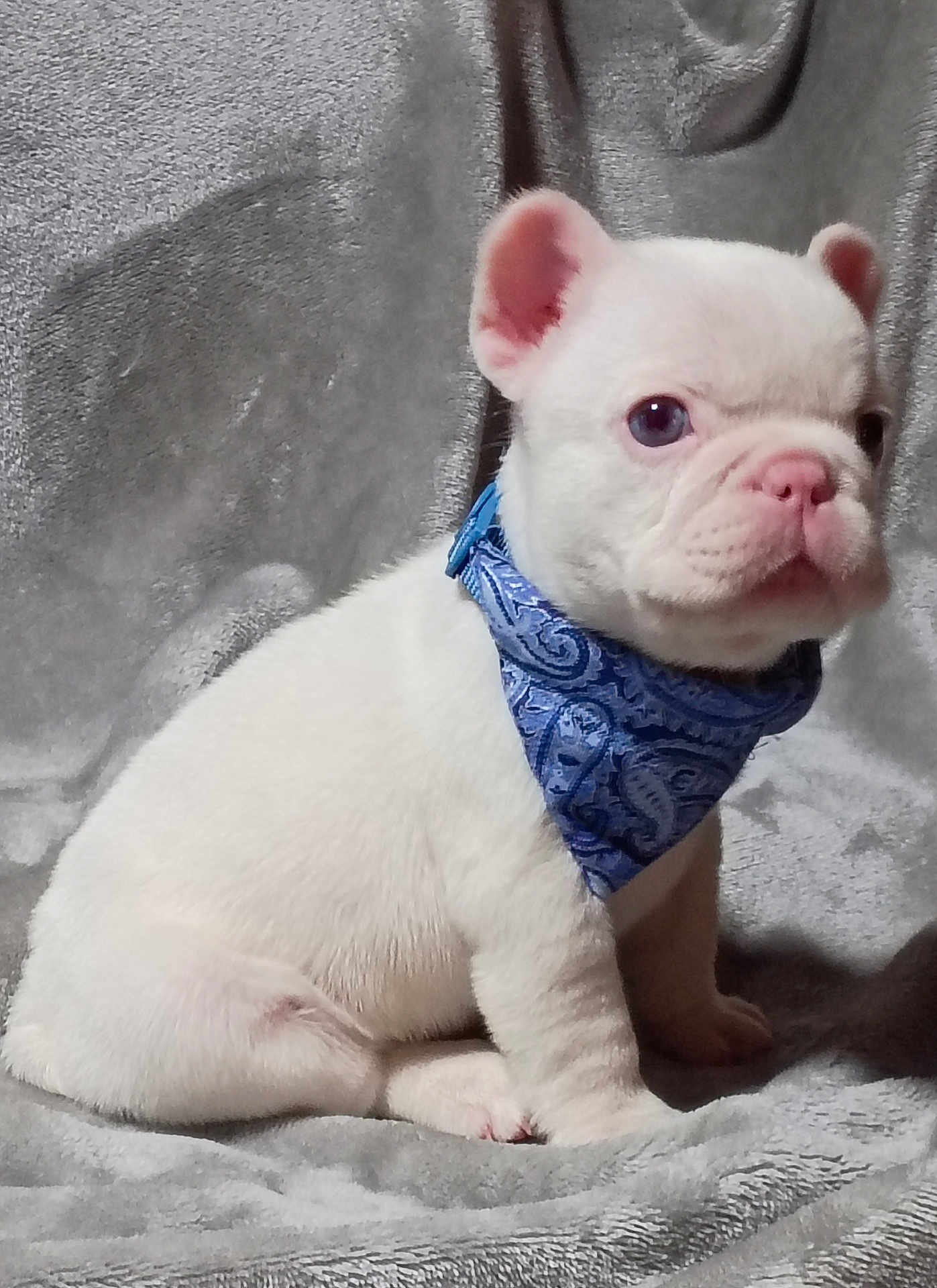 Tadpole joined the competition — help win amazing prizes! puppy, dog, white_dog, bandana, blue_bandana, pet, cute, sitting, young_dog, indoors, blanket, fur, small_dog, animal, portrait, adorable, looking_away, soft_texture, cozy, domestic_animal