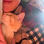 person, cat, kitten, sleeping, snuggling, green_hair, blanket, checkered_pattern, tattoo, nose_ring, close_up, warm_light, comfort, resting, indoor, face, hand, soft_texture, cute, peaceful