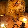 Chetto joined the competition — help win amazing prizes! cat, persian_cat, orange_cat, fluffy, fur, pet, animal, string_lights, light_bulb, glowing, warm_light, cozy, indoor, close_up, whiskers, paws, bedspread, relaxing, cute, domestic_animal