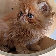 Chetto is registered to the contest to win money with this photo: kitten, cat, orange_cat, fluffy, blue_eyes, cute, pet, animal, fur, whiskers, portrait, indoor, wood, curious, small, young, feline, closeup, adorable, cozy