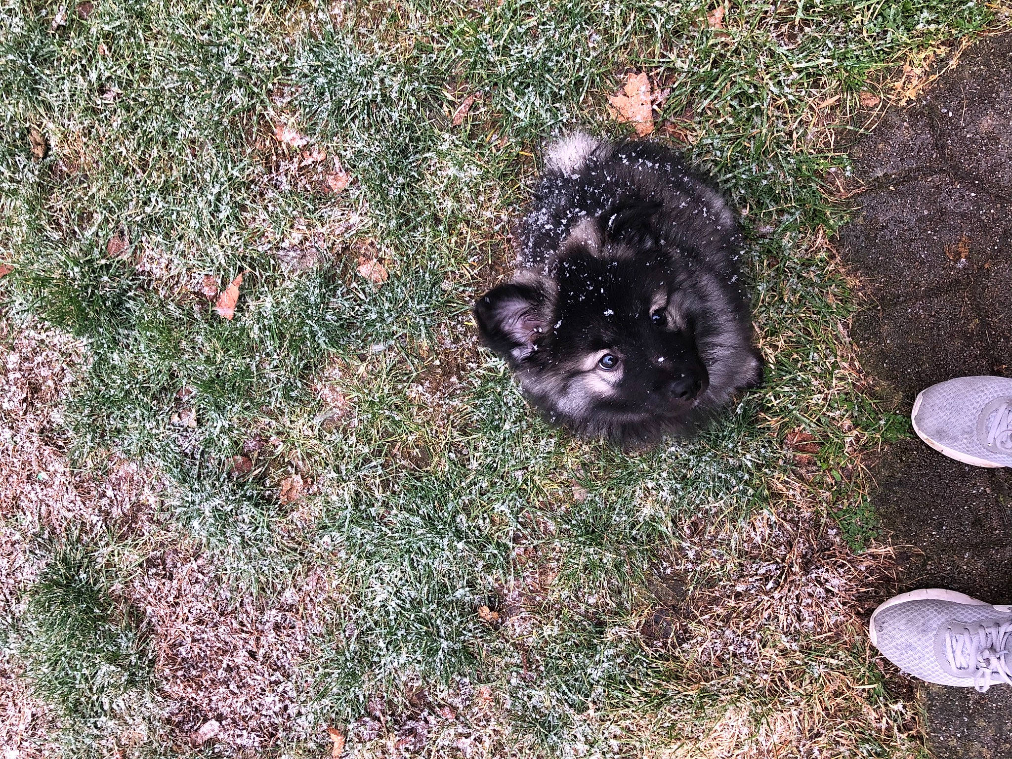 Kayden joined the competition — help win amazing prizes! canidae, domestic_rabbit, grass, puppy, soil