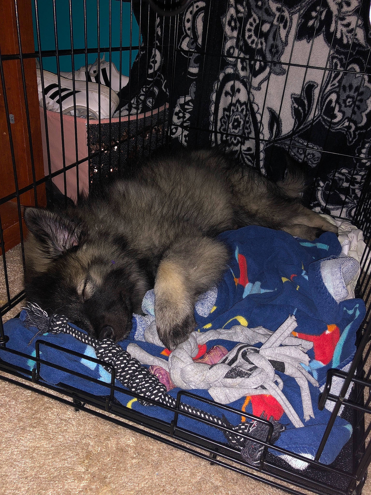 Kayden is registered to the contest to win money with this photo: animal_shelter, canidae, carnivore, cat, dog, dog_crate, felidae, small_to_medium_sized_cats, wolfdog