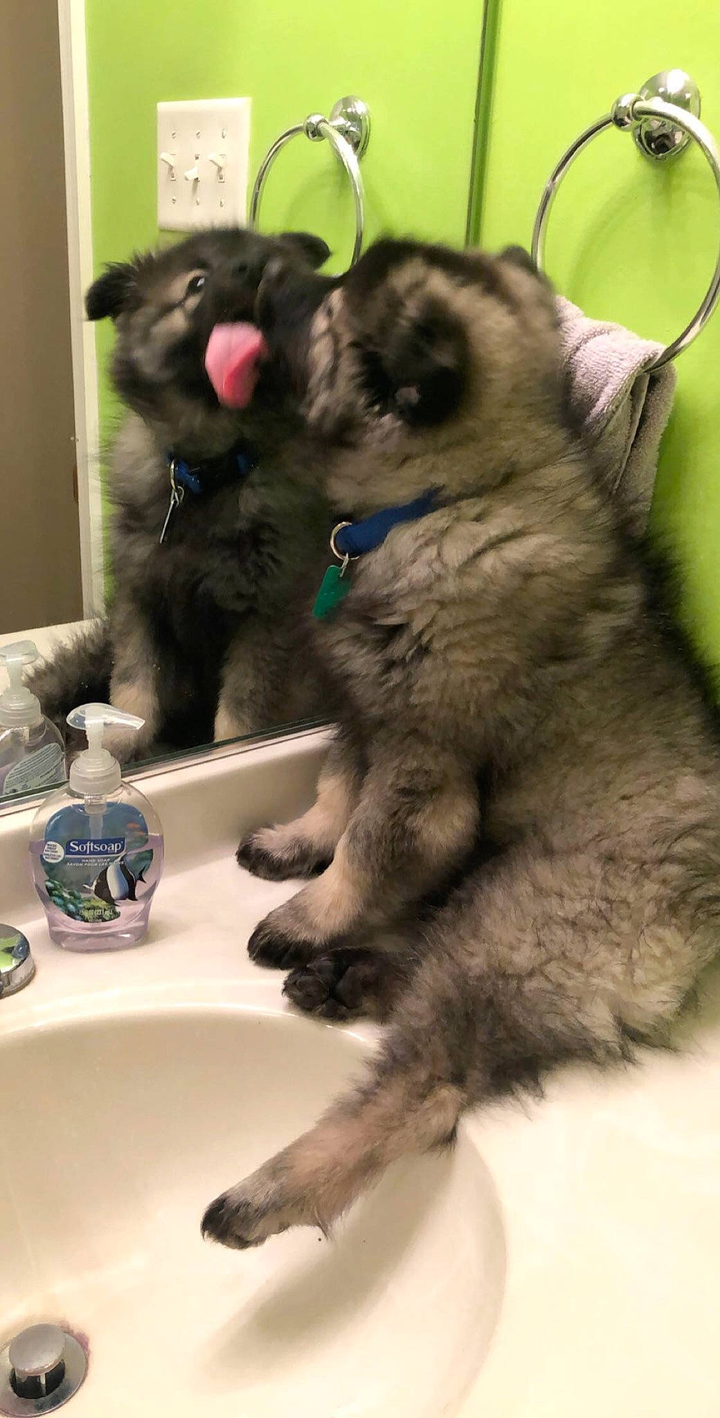 Kayden is registered to the contest to win money with this photo: canidae, carnivore, cat, dog, dog_breed, fawn, felidae, mammal, nebelung, paw, puppy, small_to_medium_sized_cats, snout, vertebrate, whiskers