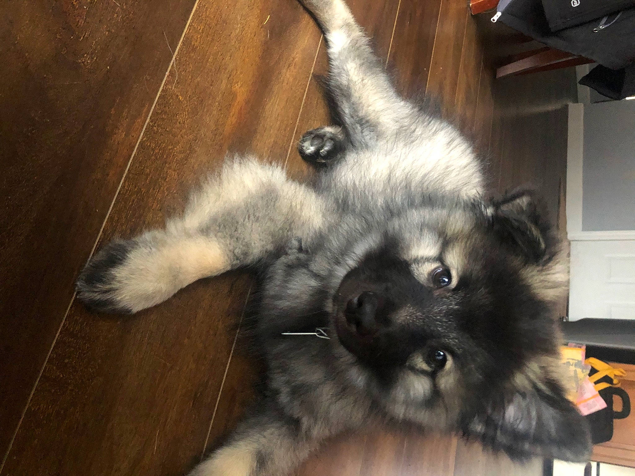 Kayden is registered to the contest to win money with this photo: canidae, carnivore, companion_dog, dog, dog_breed, eurasier, fawn, keeshond, mammal, non_sporting_group, norwegian_elkhound, puppy, snout, vertebrate, whiskers