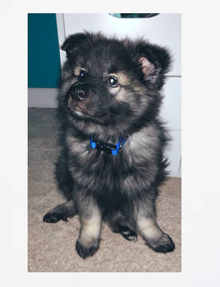 Kayden joined the competition — help win amazing prizes! canidae, carnivore, companion_dog, dog, dog_breed, eurasier, keeshond, mammal, non_sporting_group, pomeranian, puppy, spitz, vertebrate