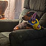 dog, dachshund, toy, armchair, lamp, curtain, indoor, pet, brown, black, plush_furniture, relaxing, cozy, home, light, shadow, comfort, side_view, looking_away, decor