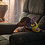 dog, dachshund, armchair, dog_toy, indoor, lamp, curtains, furniture, pet, cozy, resting, living_room, brown_dog, soft_light, shadow, relaxing, toy, comfortable, home, seated