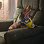 dog, dachshund, toy, armchair, indoor, lamp, curtain, furniture, pet, relaxing, cozy, plush, home, comfort, brown, green, light, shadow, seated, looking_up