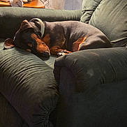 Sheriff joined the competition — help win amazing prizes! dog, sleeping, armchair, indoor, cozy, pet, furniture, resting, collar, brown, black, living_room, cushion, relaxation, home, canine, nap, domestic, comfort, quiet