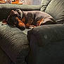 dog, sleeping, armchair, indoor, cozy, pet, furniture, resting, collar, brown, black, living_room, cushion, relaxation, home, canine, nap, domestic, comfort, quiet