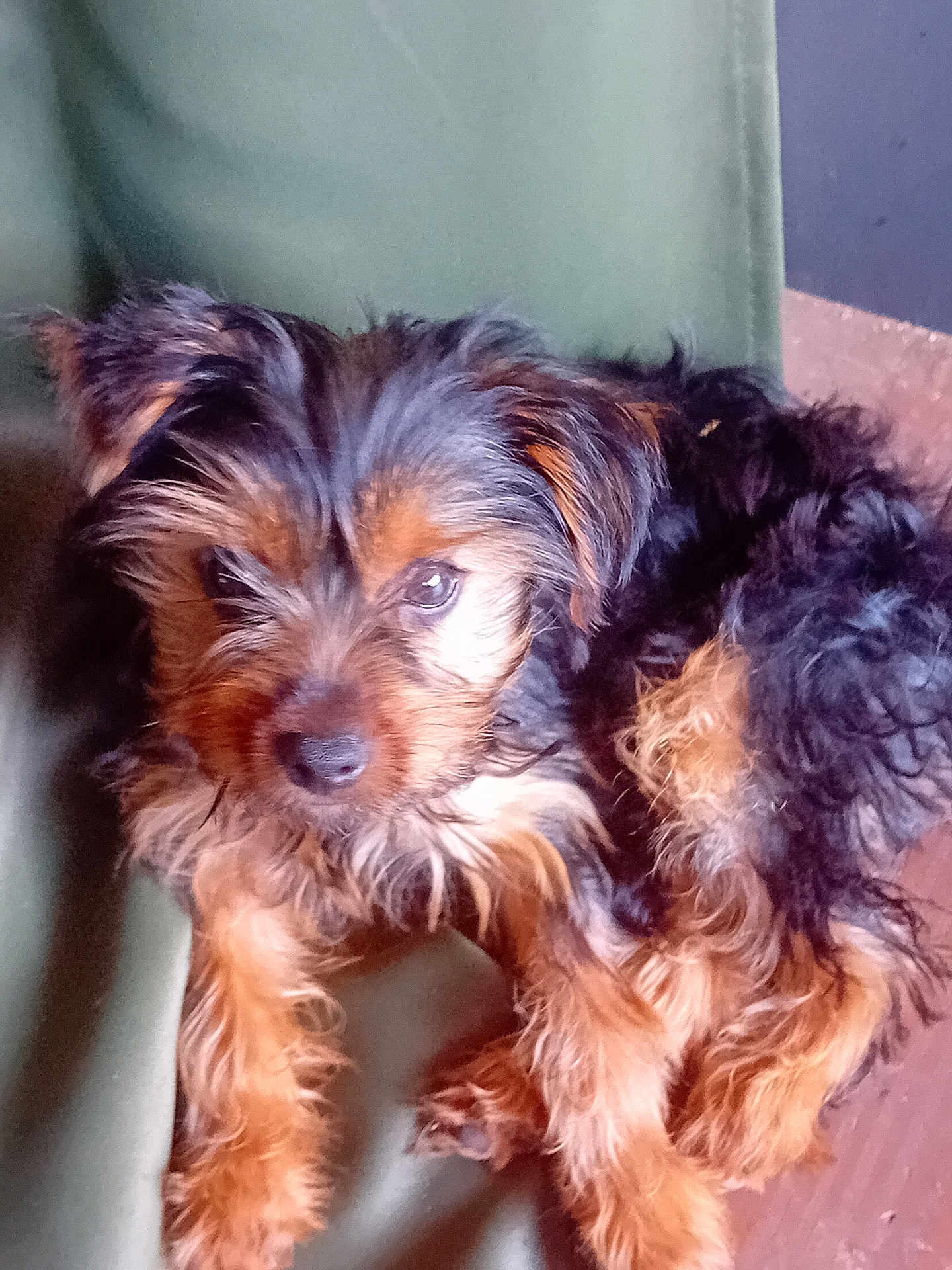 Lila participe au concours pour gagner de l'argent avec cette photo : dog, puppy, fur, black, brown, pet, animal, cute, small, lying_down, closeup, indoors, canine, looking, furry, companion, young, relaxed, adorable, portrait