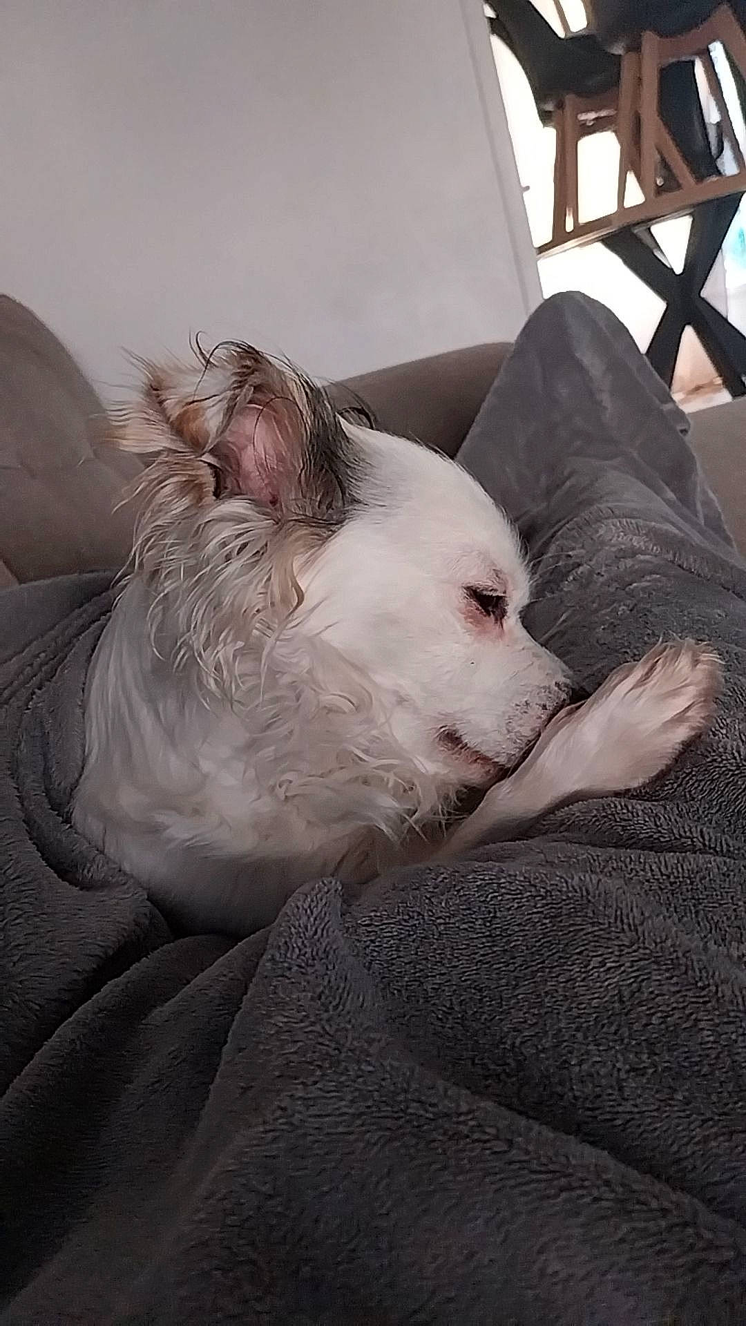 Maya a rejoint le concours — aidez-le/la à gagner de superbes lots ! carnivore, comfort, companion_dog, dog, dog_breed, foot, fur, grey, nap, non_sporting_group, paw, puppy, terrestrial_animal, toy_dog, whiskers, working_animal