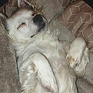 Maya participe au concours pour gagner de l'argent avec cette photo : dog, white_dog, sleeping, lying_down, fluffy, pet, cozy, blanket, pillow, indoor, relaxed, fur, animal, cute, resting, snout, ears, paw, closed_eyes, home